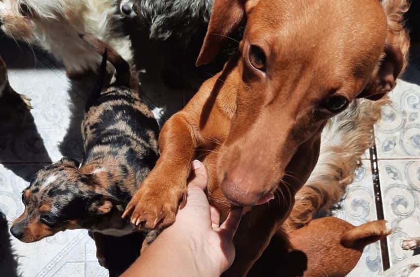 El lunes comenzará la adopción de los 150 perros rescatados del criadero clandestino
