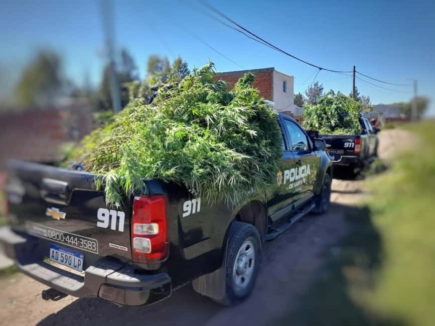 Secuestraron 14 plantas de Cannabis