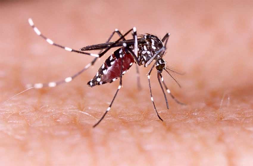 Confirmaron el primer caso de dengue importado en Rosario