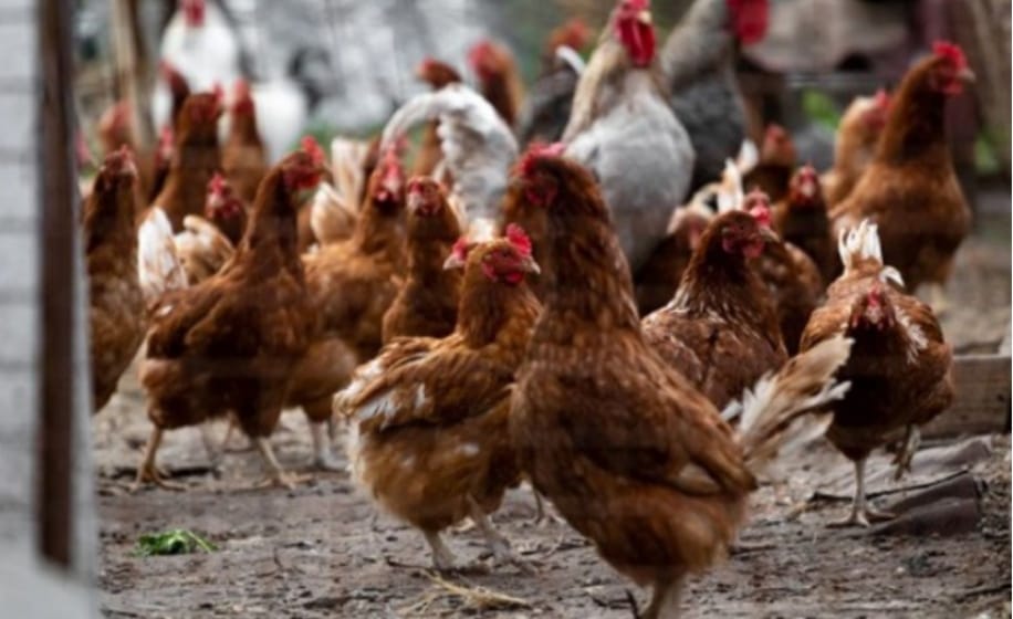 Gripe aviar: detectaron dos nuevos casos en Córdoba y Salta