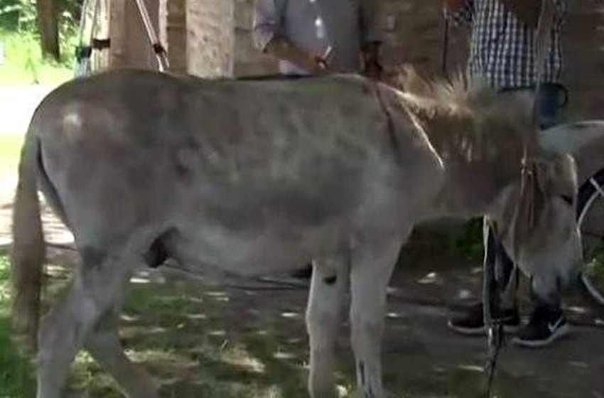 Apareció uno de los burros robados de la planta de Cachamai