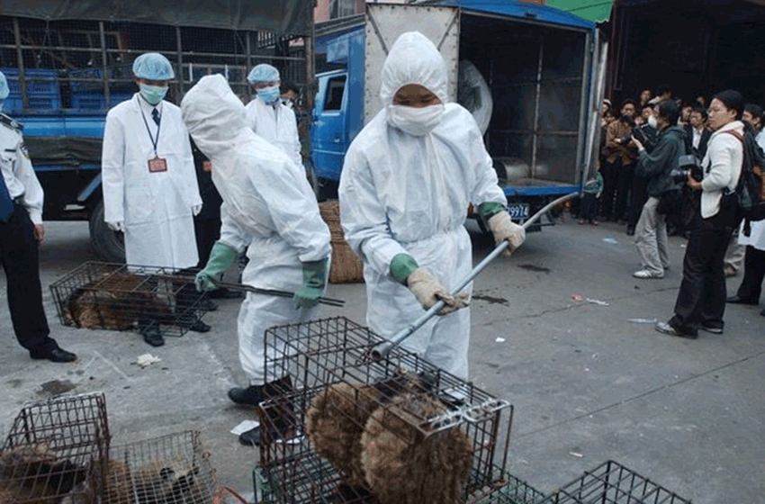 Wuhan prohibió el consumo y la crianza de animales salvajes