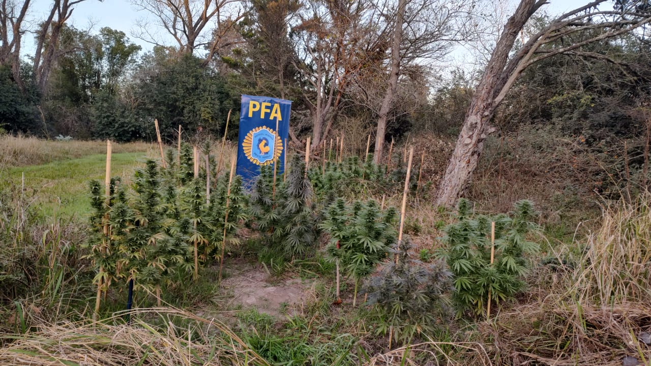 La Policía Federal Argentina secuestró más de 200 plantas de marihuana en la región