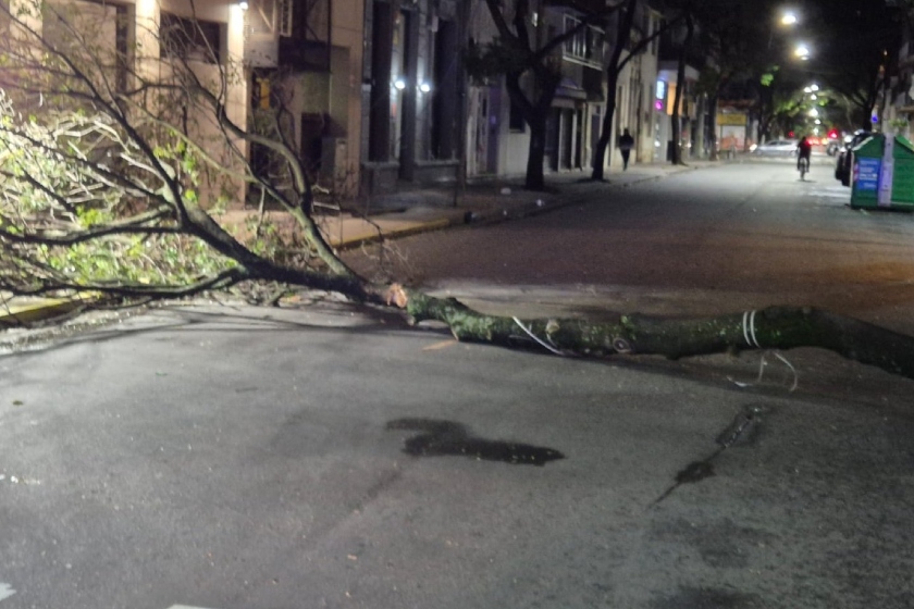temporal rosario árbol caído
