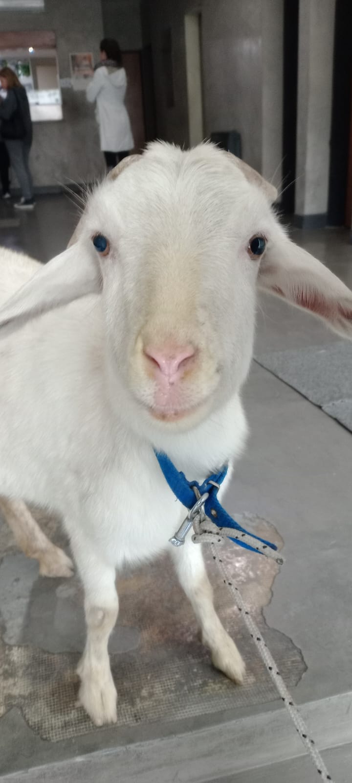 chivo