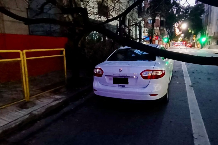 auto árbol