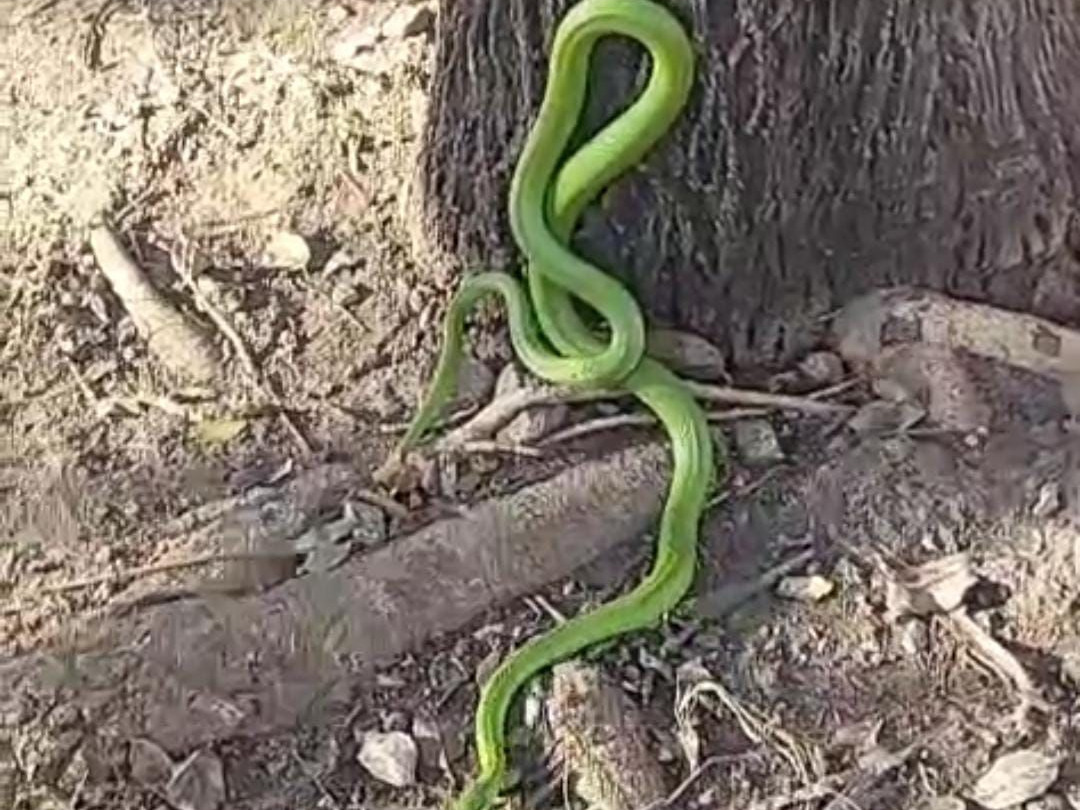 serpiente