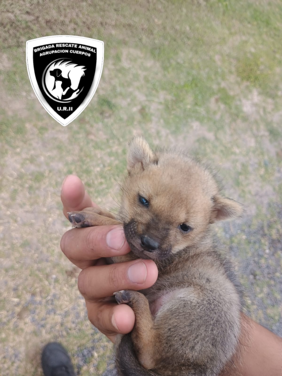 cachorro zorro funes