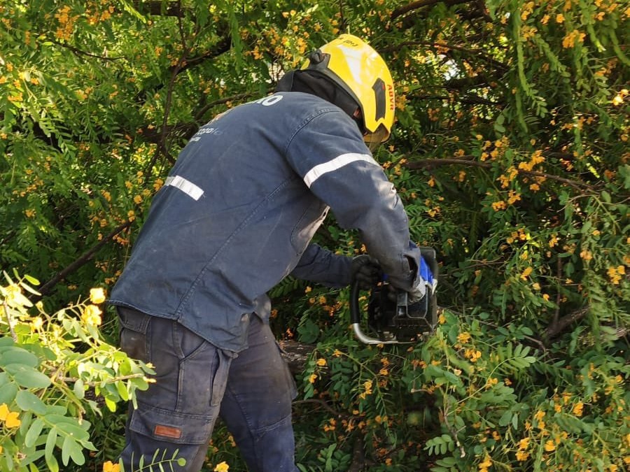 bomberos árbol rosario