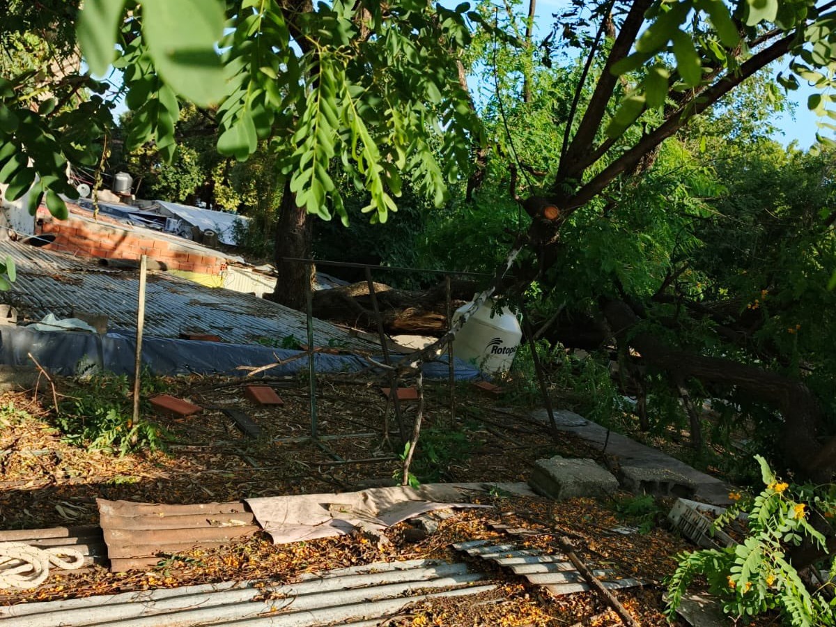 bomberos árbol rosario