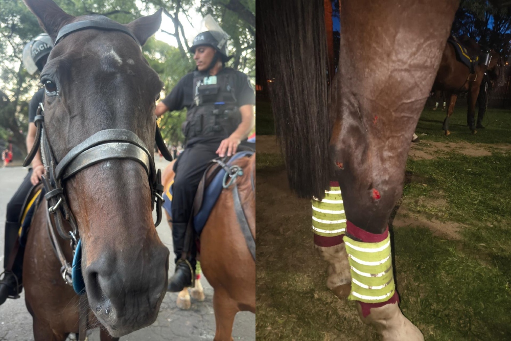 caballos heridos clásico rosarino