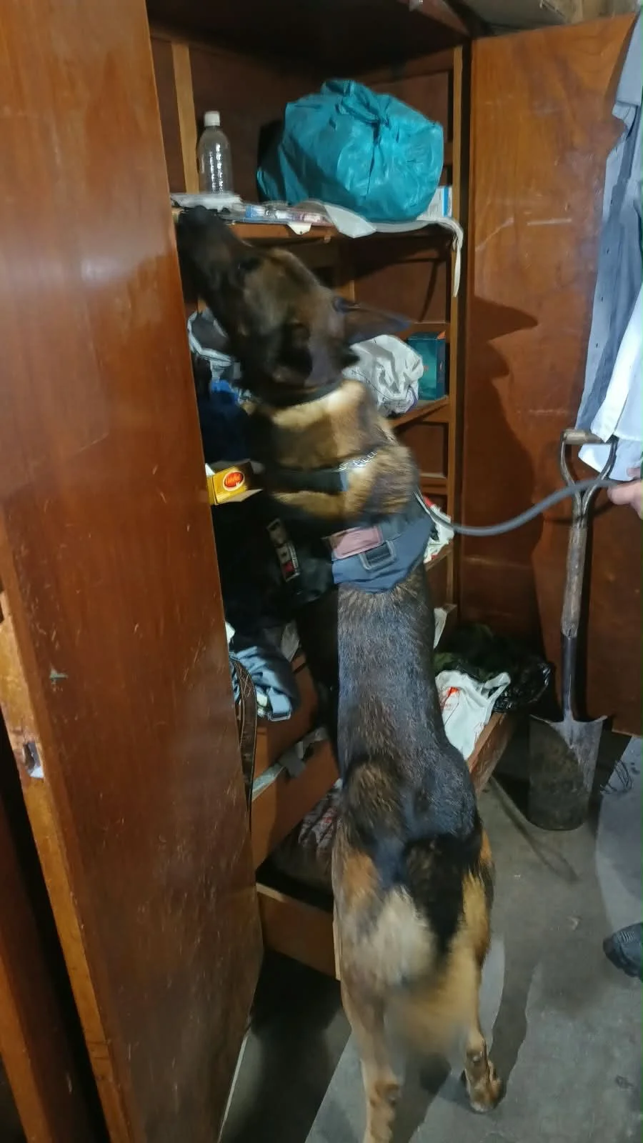 perro pdi