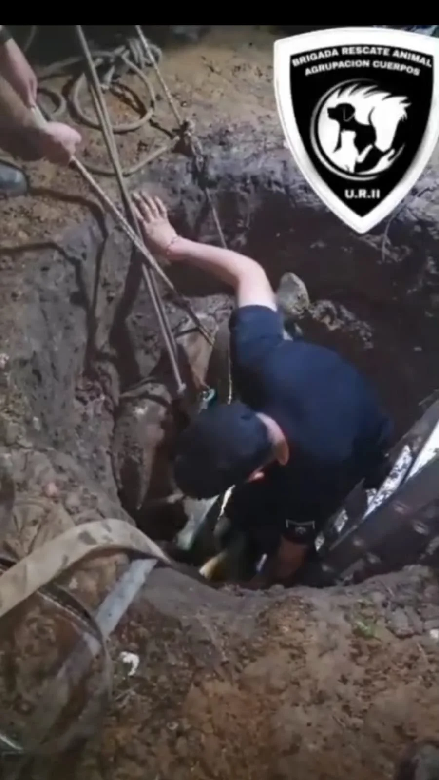 caballo rescate.jpg